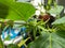 A close up of Cananga odorata, ylang-ylang, perfume tree or Cananga tree flower